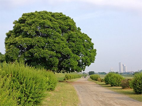 早朝ラン