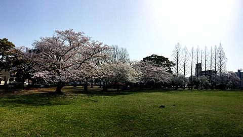 近所の公園(一週間前)。