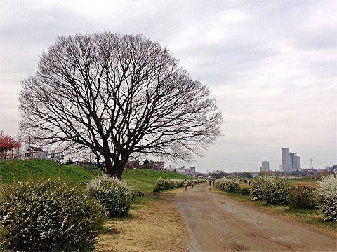ユキヤナギが咲き始めました。