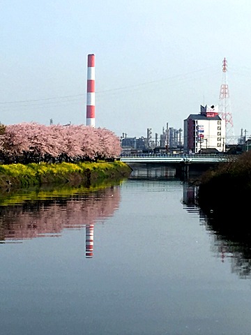 通勤途中の川(一週間前)。