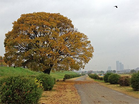 2週間ぶりに見る木は、すっかり紅葉して、かなり葉が落ちていました。