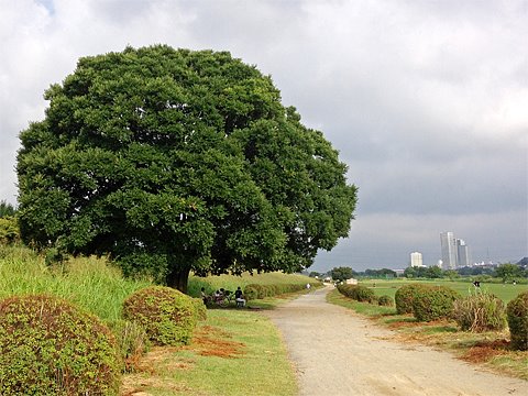 今にも降り出しそうな雲行き。でも、まったく降りませんでした。