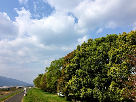 萌黄にも色々な色が。