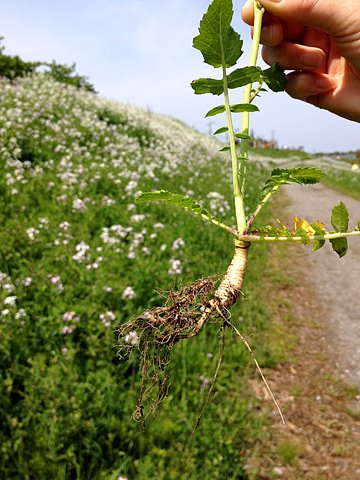 河川敷の土手一面に白い花が咲いています。きょんこから「大根」だと教えられ、本当かと思い、一本抜いていみると、確かに、かわいい大根が育っていました。