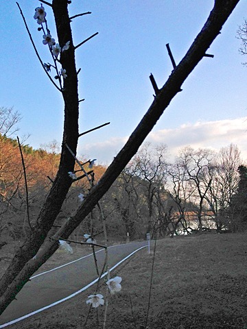 梅が咲き、鶯も鳴いていました。