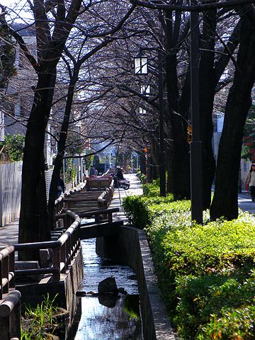 いつもお世話になっている洗足池から続く遊歩道。あと3か月もすると、桜でとてもきれいになります。