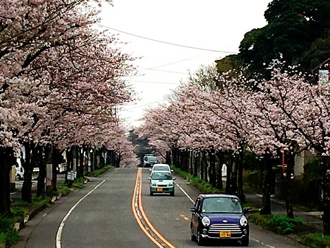 お花見ラン