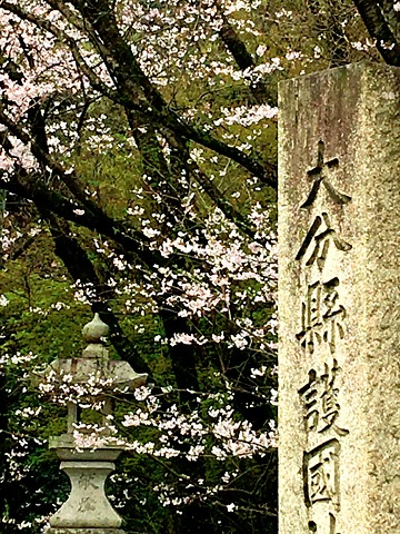 お花見ラン