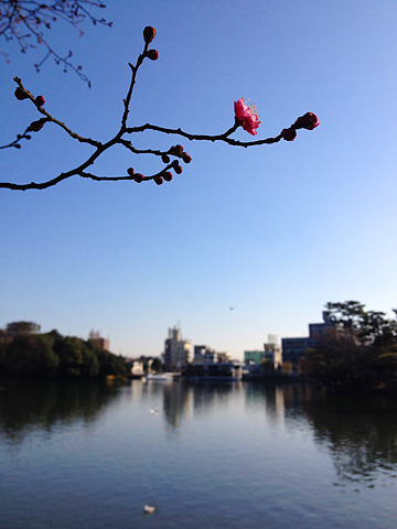洗足池では早くも紅梅がほころび始めました。