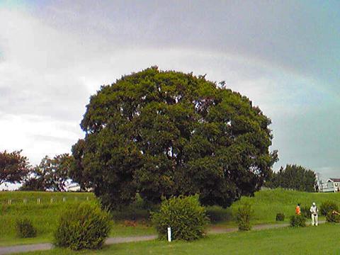 プロフの写真の木の前を通りかかった時に虹が出てきたのでパチリ。本当はもっときれいだったのですが、古い携帯のカメラなので、ご容赦を。この5分後には、太陽が雲に隠れ、消えました。