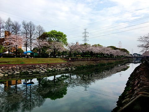 お花見ラン