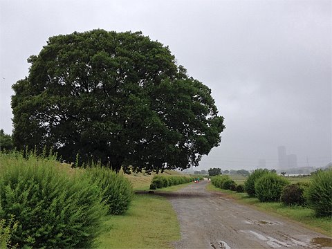 雨が上がったので