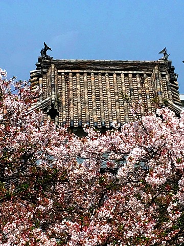 大分の桜　パート２