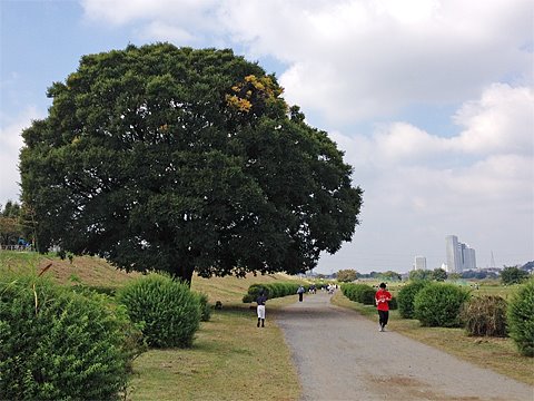一部が色づきはじめました。