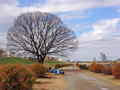 すっかり葉が落ちてしまいました。来春までこの姿です。