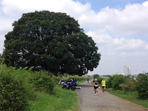 多摩川河川敷では、「秋 TAMA ハーフマラソン at FUTAGOBASHI」が開催されていました。