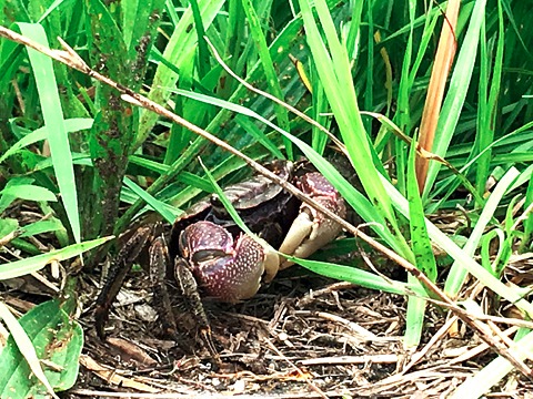 河川敷の草むらにはカニがたくさんいた。 季節性によるもの(毎年見られるもの)なのか、今回の大雨の影響によるものなのかは不明。