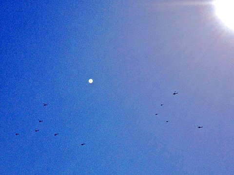 自衛隊または消防庁または米軍のヘリコプターの編隊。川崎・横浜方面に向けて飛行中。 逆光だったので、スマホの画面では機影が全く確認できず、太陽の位置を参考にして「エイヤ!」と撮りました。