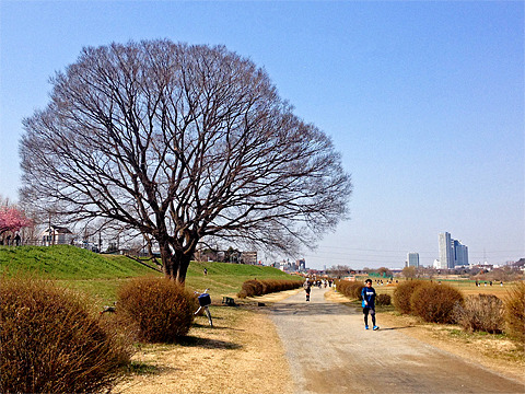 寒緋桜が開花（左端）。春間近。