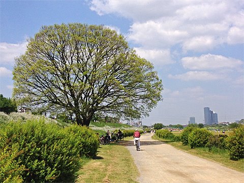 漸く若芽が吹いてきました。
