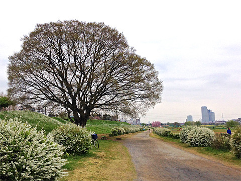 5kmランニング