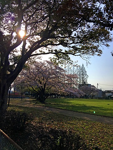 近所の公園(一週間前)。
