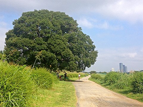 上の写真を撮った後、みるみる晴れて陽射しが刺すように痛い。