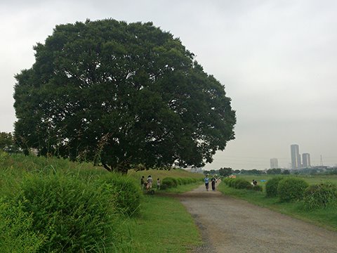 SONYのXPERIA acro HDの写真はとても暗いので、毎回明るさを調整してからアップしています。