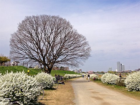 ユキヤナギは満開。