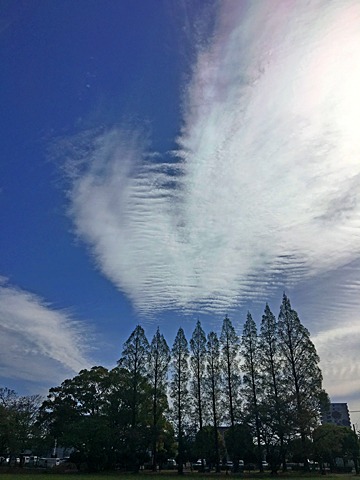 通勤途中の公園。 うろこ雲に虹のような色が。