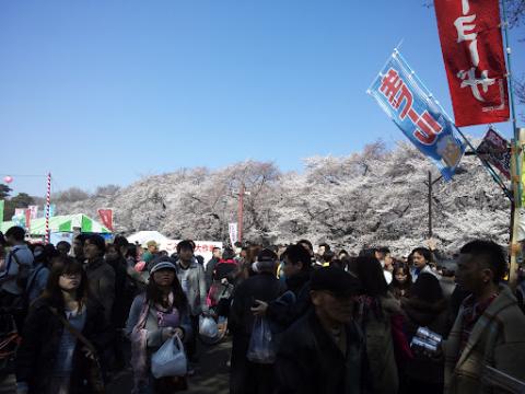 こ、小金井公園！！