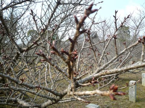 寒かったけど、まだ数ヶ月先の御室桜もしっかり芽吹いてました。春はもうすぐなんですね～。