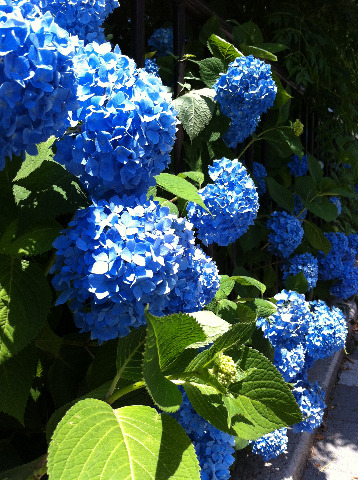 6月といえば、紫陽花。雨も似合うけど、やっぱり私はお日様が好き♪