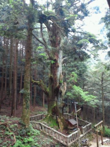 太子杉と言われる福王神社の御神木です。 調べてみたら樹高38m、目通り幹囲6.6m、推定樹齢1400年と相当大きい。