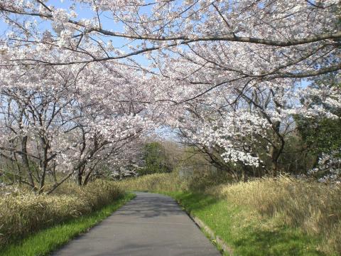 桜満開とヤッターマン