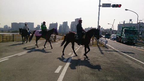 道路向かいの厩舎へ。信号待ちのお馬さん。