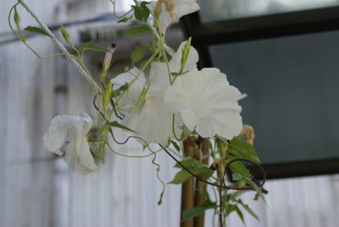 朝顔はあまり咲かなかったけど綺麗です。
