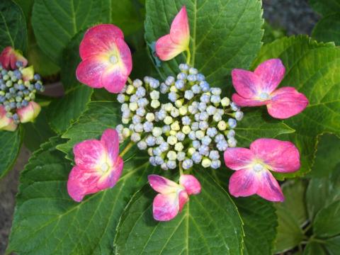 母が育てている紫陽花が咲き始めています。
紫陽花・サツキ・ユリ・・・・・・・・庭は花で一杯です!
