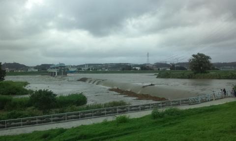 大きな流木が堰に引っかかっている