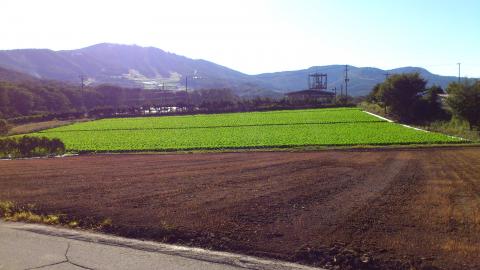 あと1km
この間も苔むした岩や根っこに苦しめられました
さっきの大松山をバックにレタス畑
ゴールで立派なレタスが100円で売ってたけど、とても買う余裕はありませんでした