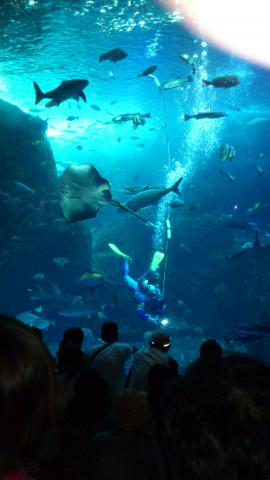 新江ノ島水族館その1
相模湾大水槽
ダイバーカメラマンの実況放送中~