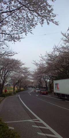 カメラ持っていなかったので、去年の写真です
土手沿いの桜並木(狛江と調布の市境辺り)