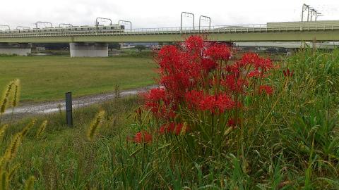 自宅前の土手は曼珠沙華が満開
今年は猛暑のせいで彼岸花ならぬ中秋花でした。。。