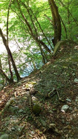 鹿の骨がまるで標本のように生々しく横たわっていた!
これ登山道ですよ!