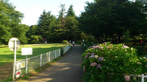 今朝の砧公園
3周で5kmの周回コース
結構早いポニがいたので、むきになって抜いちゃいました
(そこだけ4分台前半!)