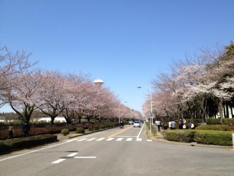 うーん、まだ五分咲き。