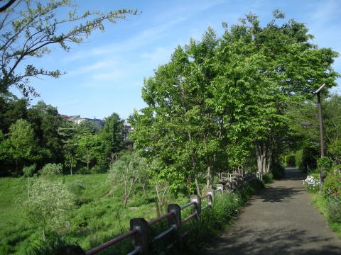 いたち川朝ラン　風景写真など撮りながらゆっくり