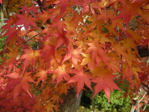 紅葉を見て気分が高揚するのは紅葉のひとつの効用でしょうか。公用でも私用でも、この時期には京都に行こうよう。