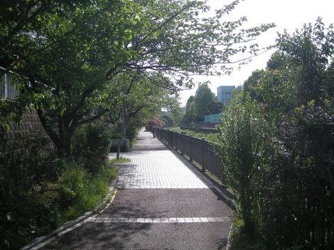 いたち川朝ラン　風景写真など撮りながらゆっくり