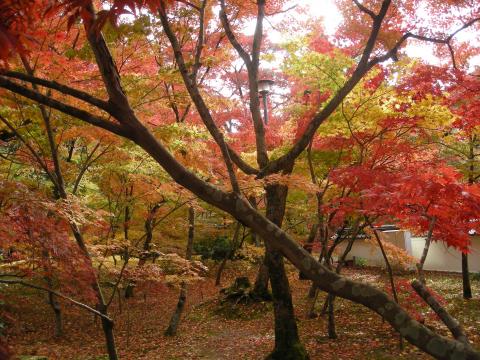 ここからは永観堂
